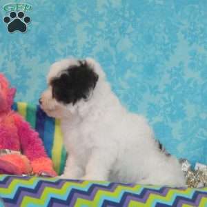 Violet, Toy Poodle Puppy